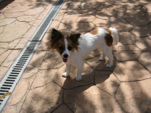 maya es una papillon, encontrada en la basura con una semana de vida. la hermanita era negra y blanca y también fue adoptada.
Es muy cariñosa y muy territorial. 
Como se puede tirar un animalito en la basura????